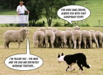 sheep-dog-trials-im-telling-you-the-man-and-the-do1.jpg